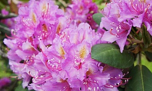 Рододендрон катевбинский "Грандифлорум" (Catawbiense Grandiflorum)