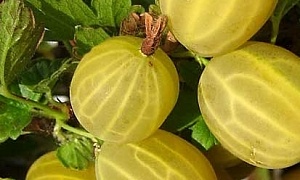 Крыжовник "Яровой"