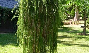 Лиственница сибирская "привитая" Лиственница сибирская "привитая"