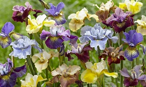 Ирис в ассортименте