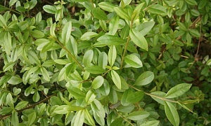 Бирючина Обыкновенная