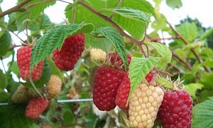 Малина ремонтантная "Подарок Кашину"