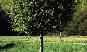 Вишня "Умбракулифера"