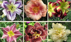 Лилейник сортовой в ассортименте