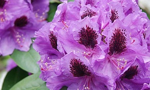 Рододендрон гибридный  "Питер Алан"  (Peter Alan)