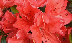 Азалия японская "Гейша Оранж" (Geisha Orange)    