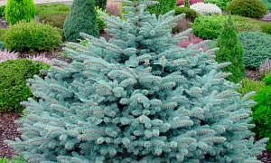 Ель колючая "Glauca Globosa"