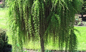 Лиственница европейская  "Pendula" Лиственница европейская  "Pendula"