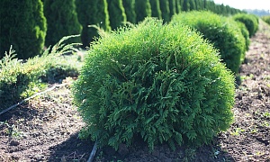 Туя западная "Вудварди" Туя западная "Вудварди"