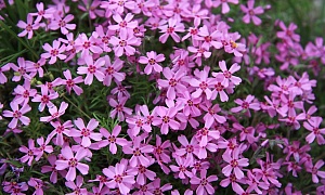 Флокс шиловидный "Марджори" (Marjorie)