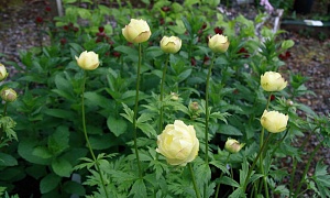 Купальница гибридная "Нью Мун" (New Moon)