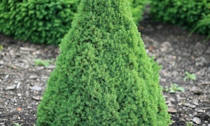 Ель канадская "Коника" Ель канадская "Коника"