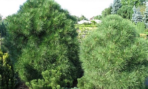 Сосна горная "Варелла" Сосна горная "Варелла"