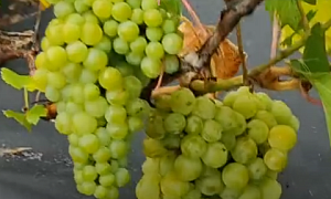 Виноград "Нектар"