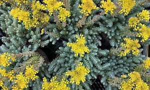 Седум отогнутый