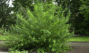 Ива корзиночная