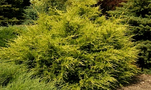 Можжевельник китайский "Куривао Голд" Можжевельник китайский "Куривао Голд"