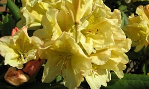 Рододендрон гибридный  "Жорж Санд" (George Sand)