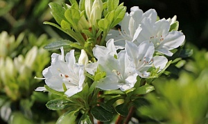 Азалия японская "Кермезина Альба" (Kermesina Alba)