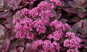 Седум гибридный "Санспарклер Файркрекер" (SunSparkler Firecracker)