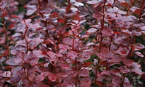 Барбарис Тунберга "Ред Пиллар"