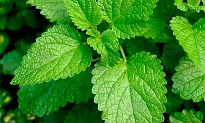 Мелисса лекарственная "Lemon Balm"