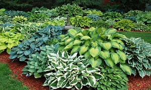 Хоста в ассортименте