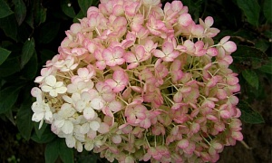 Гортензия метельчатая "Бобо"