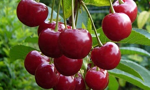 Вишня "Превосходная Веньяминова" (Дюк) 