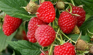 Малина в сортах