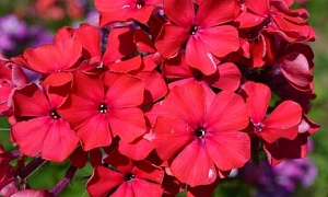 Флокс метельчатый "Старфайер" (Starfire)