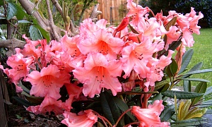 Рододендрон гибридный "Тортуазшелл Оранж"