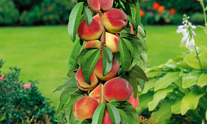 Персик колоновидный "Золотой Триумф"