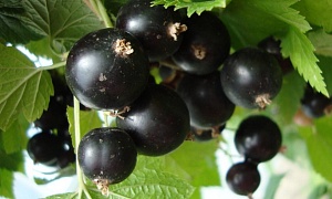 Смородина черная "Тамерлан"