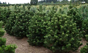 Сосна черная "Орегон Грин" 