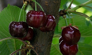 Черешня "Бугаро Бурлат"