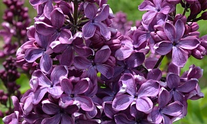 Сирень обыкновенная "Байконур"