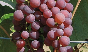 Виноград "Кишмиш казахстанский"