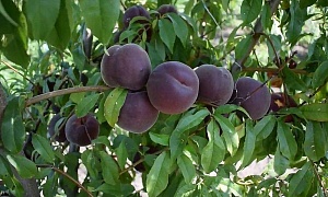 Абрикос "Черный Принц"