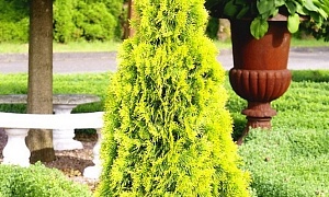 Туя западная "Голден Смарагд" Туя западная "Голден Смарагд"