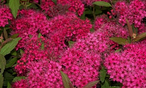 Спирея японская "Кантри Ред"