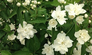 Чубушник венечный Лунный свет (Lunnyi svet)