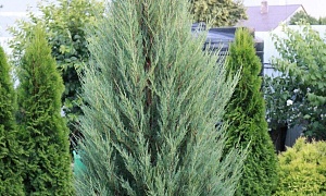 Можжевельник скальный "Блю Эрроу" Можжевельник скальный "Блю Эрроу"