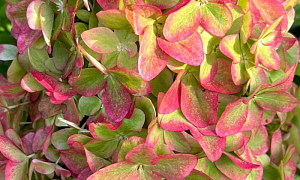 Гортензия метельчатая "Металлика"(Metallica)