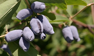 Жимолость съедобная "Золушка"