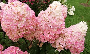 Гортензия метельчатая "Мэджикал Свит Саммер"