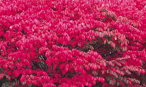 Бересклет европейский "Ред Каскад"