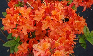 Рододендрон "Мандарин Лайтс" (Mandarin Lights)