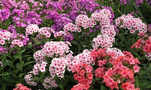 Флокс Метельчатый