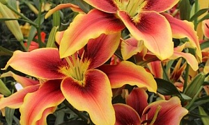 Лилия ОА-Гибрид "Авалон Сансет" (Avalon Sunset)